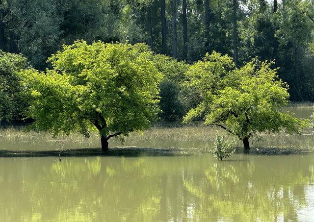 43 Obstbäume im Hochwasser hinter dem Dammwachthäuschen bei Maximiliansau | Foto: Corinna Grasmehr