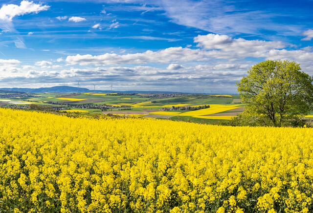 15 Blick vom Grünstadter Gemeindeberg auf die Rapsfelder im Leinningerland und Donnersberg | Foto: Harald Koch - HK PhotoArt 