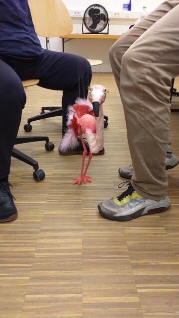 Flamingo tanzt Flamenco | Foto: privat