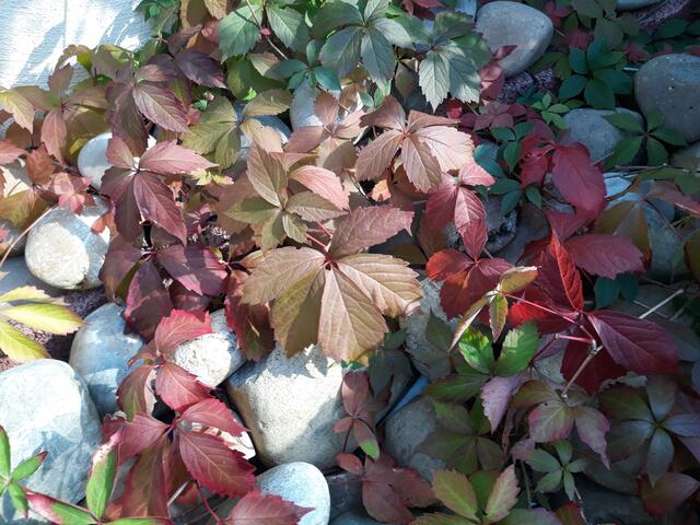 Wilder Wein | Foto: ELISABETH WEBER