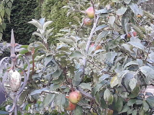 APFEL | Foto: ELISABETH WEBER