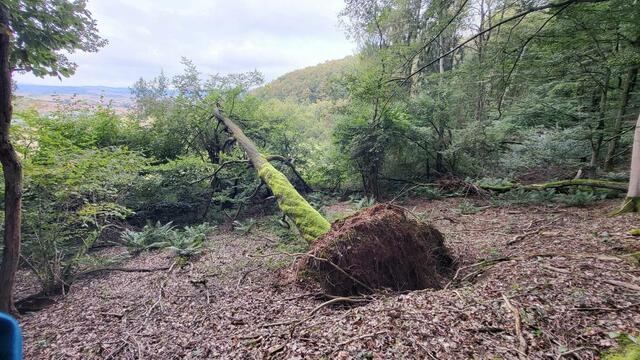 Bei Münchweiler | Foto: S. Kopplin