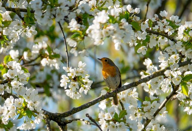 Das Aprilmotiv zeigt ein Rotkehlchen im Kirschbaum im Naturschutzgebiet Steinbühl von Uwe Nielsen | Foto: Uwe Nielsen