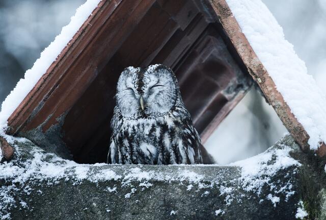 Das Februarmotiv zeigt einen winterlichen Waldkauz bei Schriesheim von Daniel Lenhard | Foto: Daniel Lenhard
