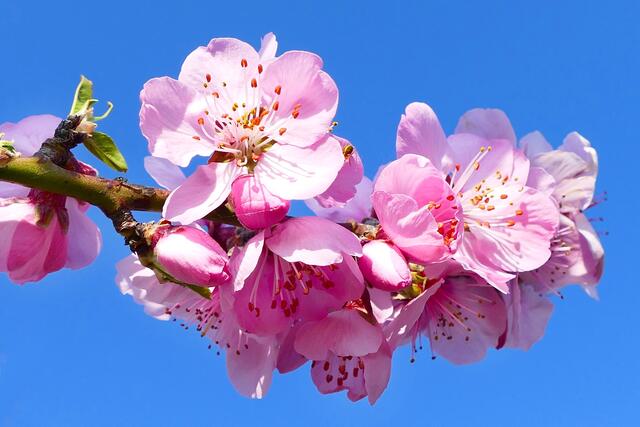 Das Märzmotiv zeigt die Mandelblüten in Gimmeldingen von Angelika Bullinger | Foto: Angelika Bullinger
