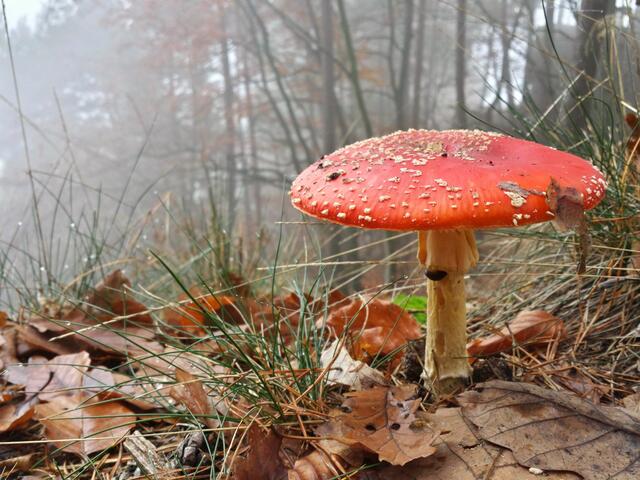 Das Novembermotiv zeigt einen Fliegenpilz im Nebel in Lug von Ronnie Hammer | Foto: Ronnie Hammer