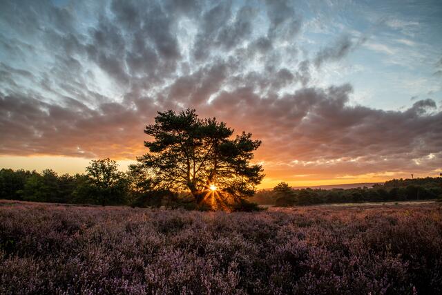 Das Augustmotiv zeigt die Mehlinger Heide von Georg Beck | Foto: Georg Beck