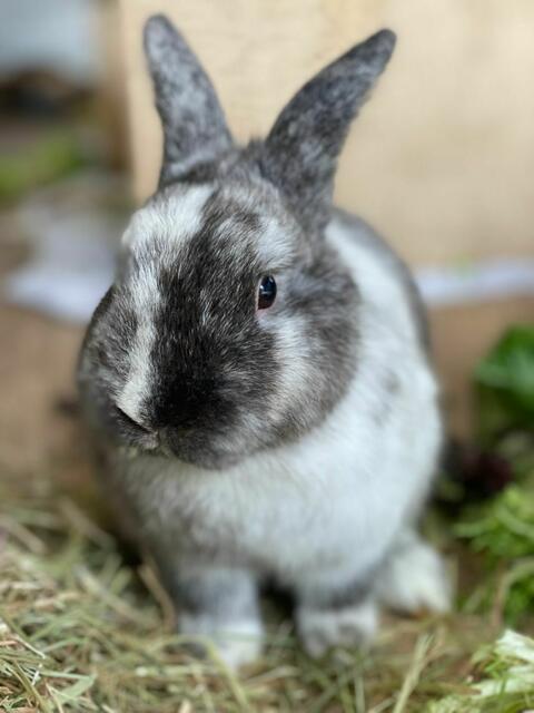Foto: Simone Jurijiw / Tierheim Frankenthal