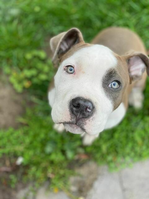 Foto: Simone Jurijiw / Tierheim Frankenthal