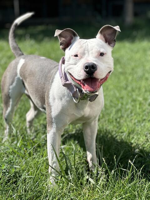 Foto: Simone Jurijiw / Tierheim Frankenthal