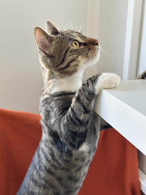 Foto: Simone Jurijiw / Tierheim Frankenthal