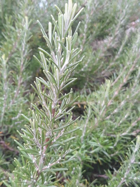 SALBEI | Foto: ELISABETH WEBER