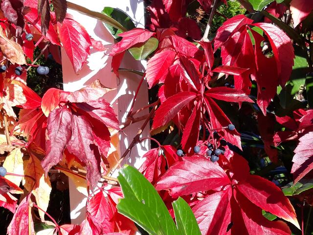 Foto: ELISABETH WEBER