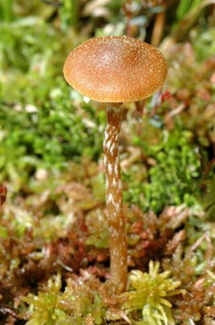 Gesäumter Häubling | Foto: James Lindsey at Ecology of Commanster, CC BY-SA 3.0, Wikimedia Commons