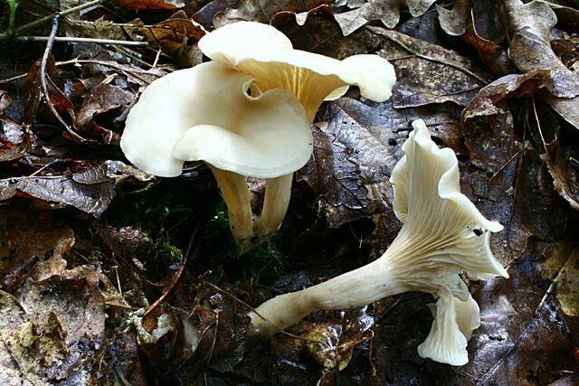 Ranziger Trichterling | Foto: Strobilomyces, CC BY-SA 3.0 Wikimedia Commons