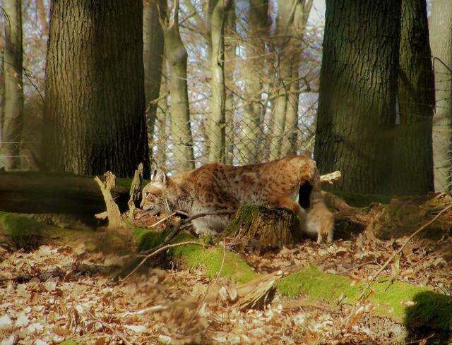 Auch Luchse sind im Wildpark beheimatet | Foto: Bernd Barth