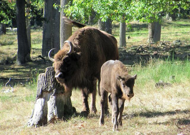 Wisente im Wildpark, von dem aus auch einige der beliebtesten Wanderrouten auf den Humberg führen | Foto: Bernd Barth