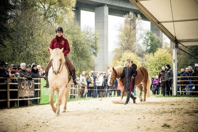 Auszug aus der Pferdeprämierung | Foto: privat