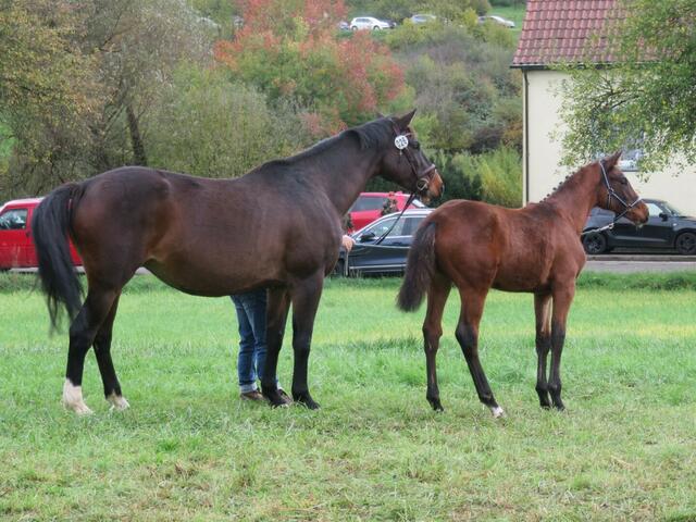 Ein Schnappschuss auf der Wiese neben dem Pferdezelt. | Foto: privat