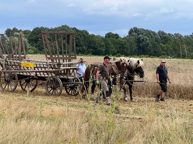 Pferde in Einsatz  | Foto: Martina Nett