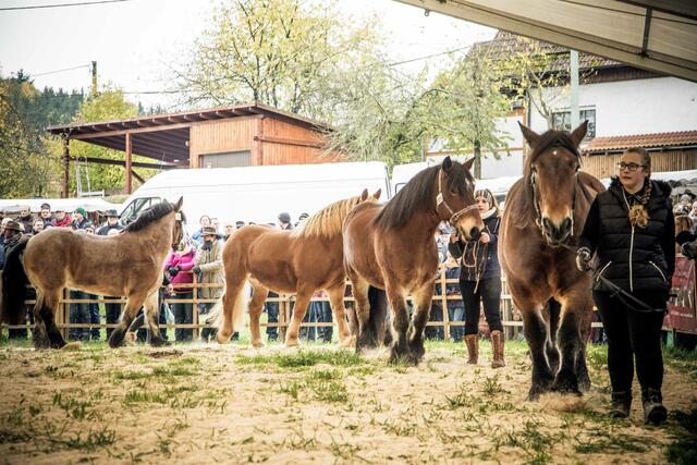 Auszug aus der Pferdeprämierung | Foto: privat