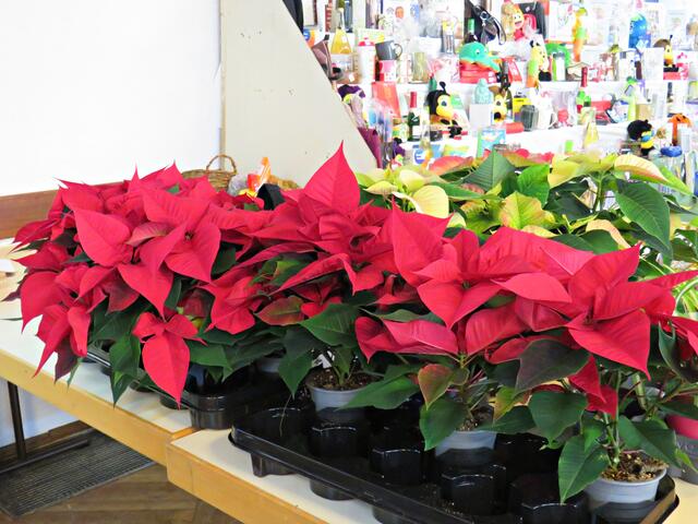 Foto: Brigitte Melder