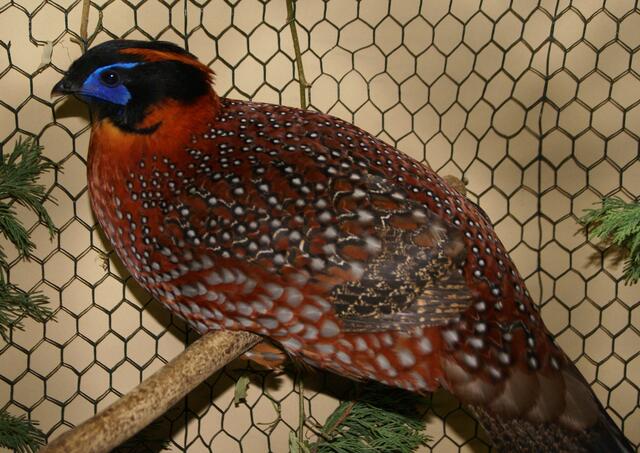 Tragopan | Foto: EZV Ornis Schifferstadt
