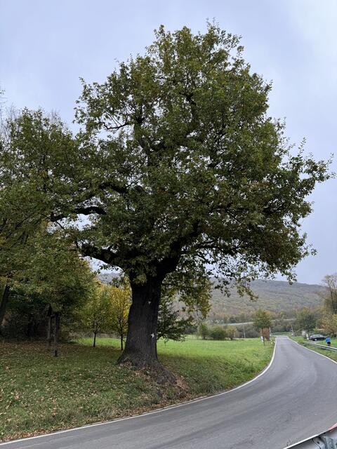 700 Jahre Katzenbach 2024 - Tausendjährige Eiche am Steinkreuz direkt an der Straße nach Katzenbach  | Foto: Arno Mohr 