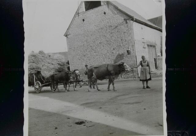 700 Jahre Katzenbach 2024 Otto und Irmgard Stein auf dem Heimweg -Heuernte- mit ihrem Viehgespann, vermutlich um 1960 aufgenommen   | Foto: Anja Klein, Katzenbach 