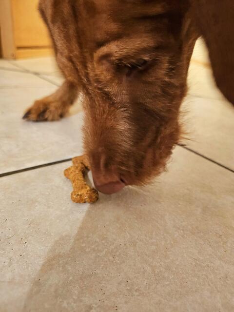 Erst wird geprüft und dann mit Genuss gefressen | Foto: Gisela Böhmer