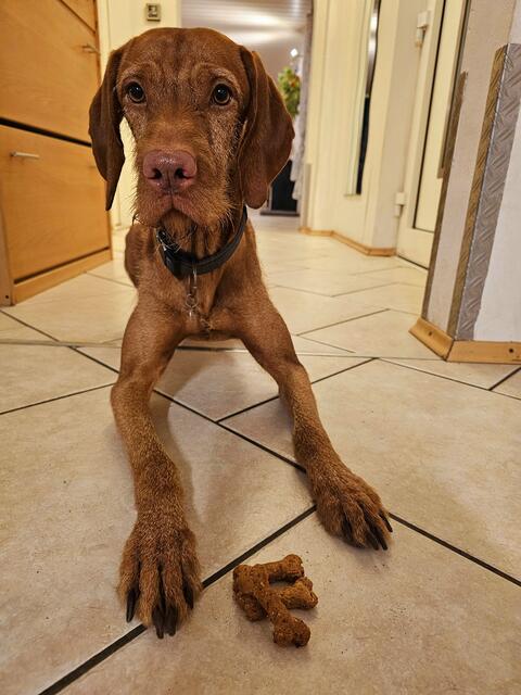 Hund Fynn wartet brav auf seine Leckerli | Foto: Gisela Böhmer