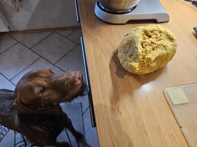 Bei der Zubereitung ist auch der Hund schon ganz neugierig | Foto: Gisela Böhmer