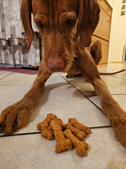 Gespannt wartet unser Hund auf die neuen Leckerlis | Foto: Gisela Böhmer