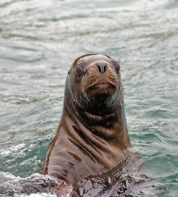 Neugieriger Seelöwe in der Magellanstraße | Foto: Gernot Haida