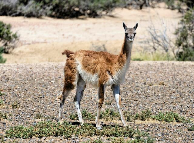 Guanako bei Puerto Madryn in Chile | Foto: Gernot Haida