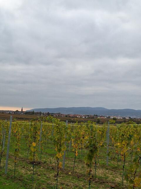 Aussicht auf Erpolzheim | Foto: Ich