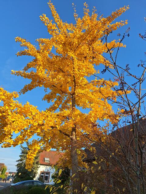 Herbstbaum | Foto: Ich