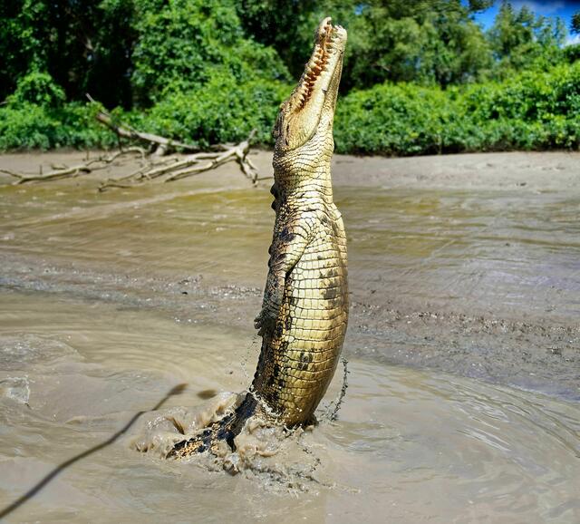 Springende Krokodile am Adelaide River in Australien | Foto: Gernot Haida