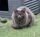 Das Tierheim in Frankenthal nahm wieder Katzen aus einem Animal Hoarding Fall auf | Foto: Tierheim Ft