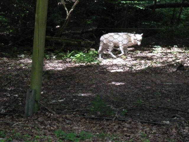 Besuch im Wolfspark | Foto: Heinrich Schneider