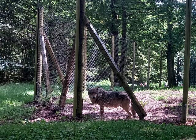 Besuch im Wolfspark | Foto: Heinrich Schneider