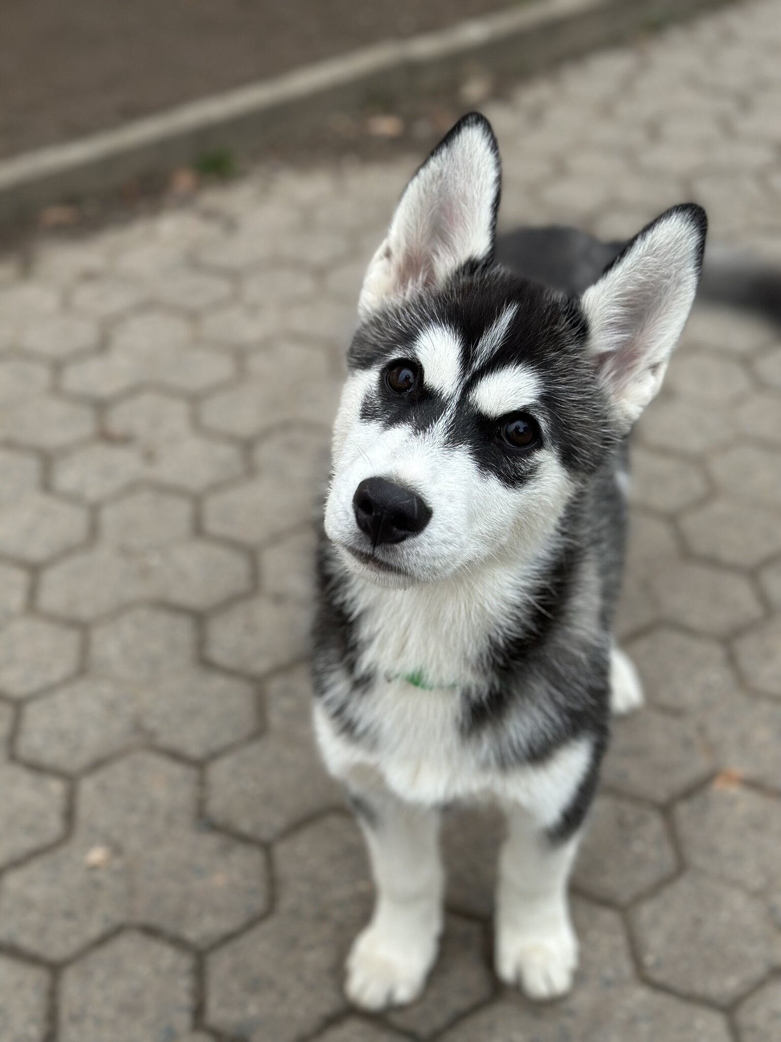 Wie Viel Kostet Ein Husky Welpe Im Tierheim Nachrichten aus dem Tierheim FT: Vier Husky-Welpen warten auf Zuhause