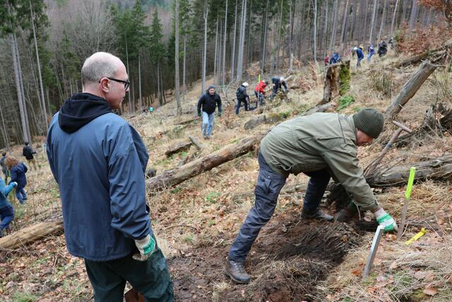 März 2024 in Landau: Im Zukunftswald wurden wichtige Weichen für den Klimaschutz und die Forstwirtschaft gelegt. Die Mitglieder des Rotary Clubs Landau packten – unterstützt von Stadt und Forst – fleißig an | Foto: Stadt Landau