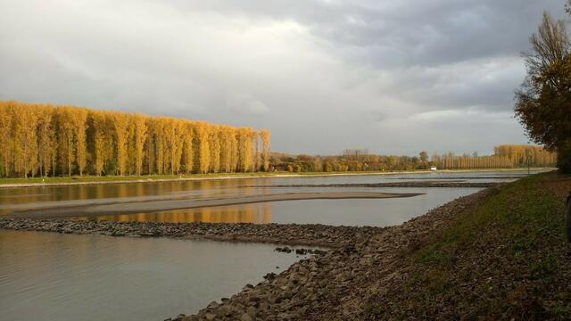 Der Rhein bei Hördt | Foto: Michael Walter