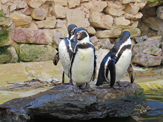 Pinguine | Foto: Brigitte Melder