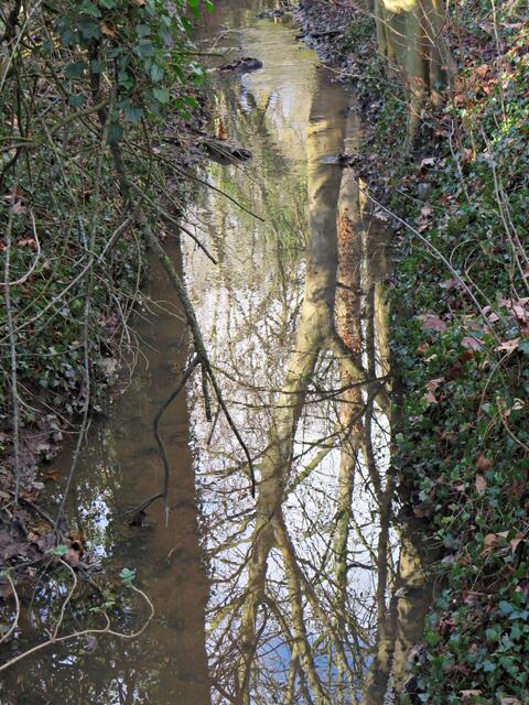 Spiegelung im kleinen Bach durch den Zoo | Foto: Brigitte Melder