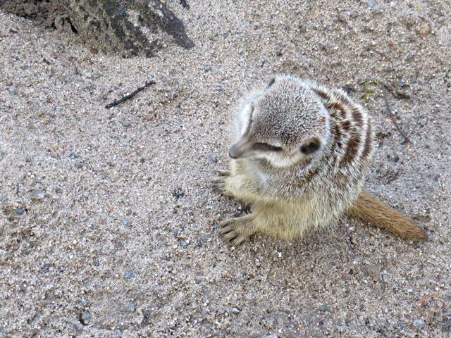 Erdmännchen | Foto: Brigitte Melder