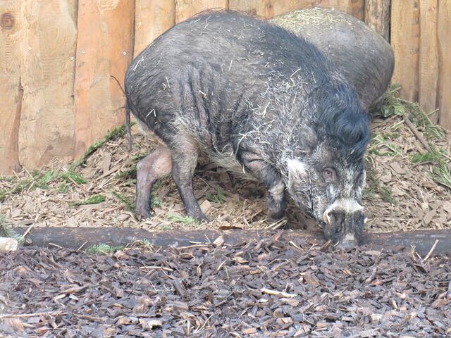 Visayas-Mähnenschwein | Foto: Brigitte Melder