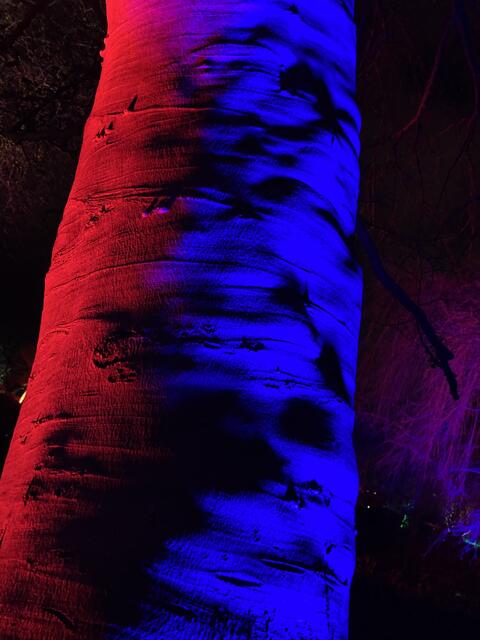 Die Winterlichter im Luisenpark finden vom 1. Januar bis 2. Februar 2025 statt. 

Update: Die Winterlichter im Luisenpark wurden um zwei Wochen bis zum Sonntag, 16. Februar 2025 verlängert.
 | Foto: Anouar Touir