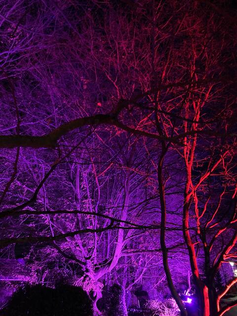 Die Winterlichter im Luisenpark finden vom 1. Januar bis 2. Februar 2025 statt. 

Update: Die Winterlichter im Luisenpark wurden um zwei Wochen bis zum Sonntag, 16. Februar 2025 verlängert.
 | Foto: Anouar Touir